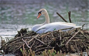 mute_swan