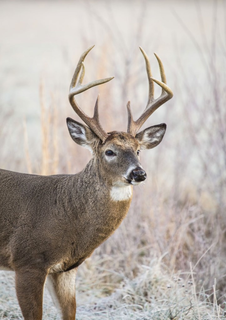 deer
