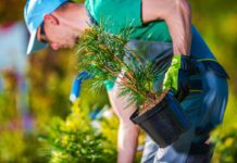 Tree Planting Mistakes That Cause Hazards In The Long Run