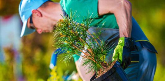 Tree Planting Mistakes That Cause Hazards In The Long Run