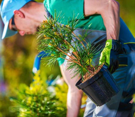 Tree Planting Mistakes That Cause Hazards In The Long Run