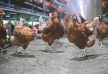 Vande Bunte Eggs: It’s For The Birds