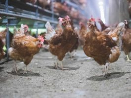 Vande Bunte Eggs: It’s For The Birds