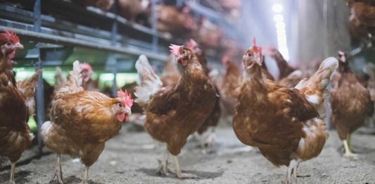 Vande Bunte Eggs: It’s For The Birds