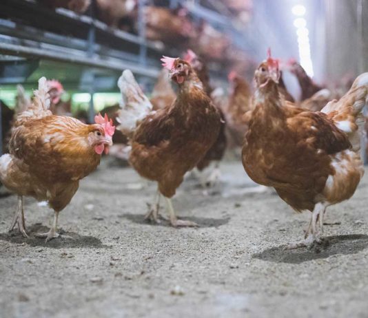 Vande Bunte Eggs: It’s For The Birds