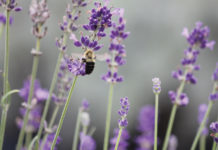 Shades of Lavender: A Dream Come True