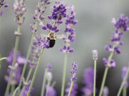 Shades of Lavender: A Dream Come True