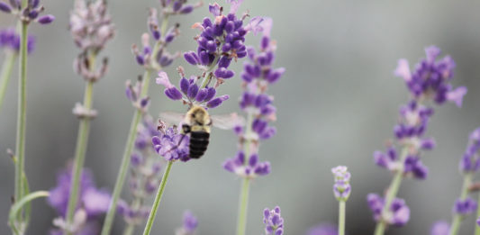 Shades of Lavender: A Dream Come True