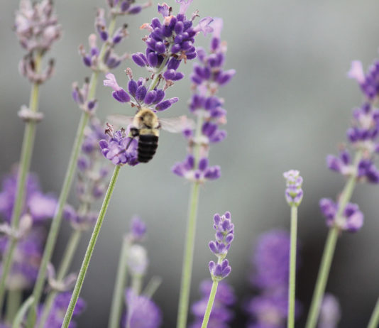 Shades of Lavender: A Dream Come True