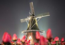 Tip Toe Through The Tulips