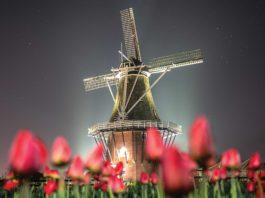 Tip Toe Through The Tulips