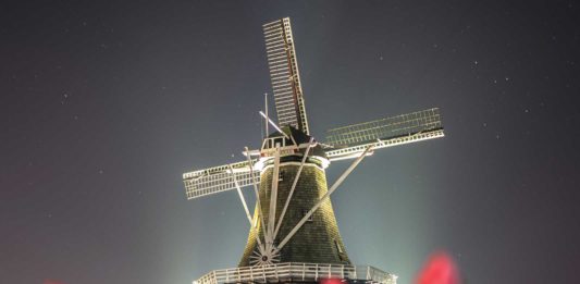 Tip Toe Through The Tulips