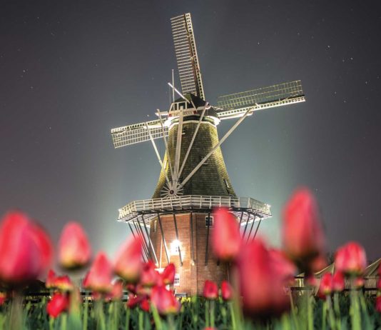 Tip Toe Through The Tulips