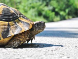 The Turtle Race Tradition