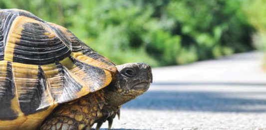 The Turtle Race Tradition