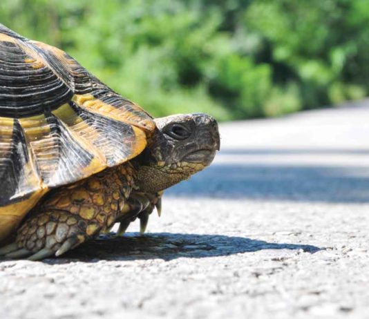 The Turtle Race Tradition