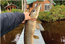 The Call Of The Michigan Wild