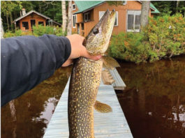 The Call Of The Michigan Wild