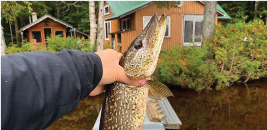 The Call Of The Michigan Wild