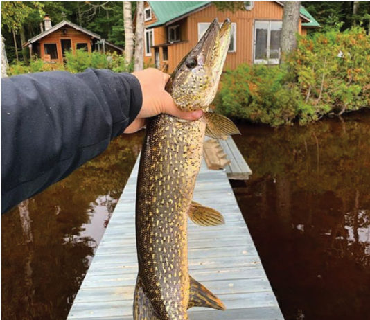 The Call Of The Michigan Wild