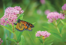 The Butterfly Effect