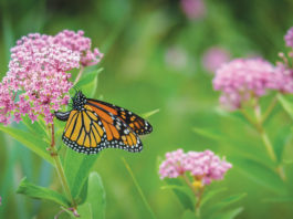 The Butterfly Effect