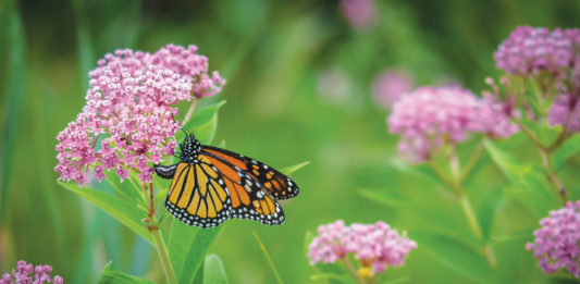 The Butterfly Effect