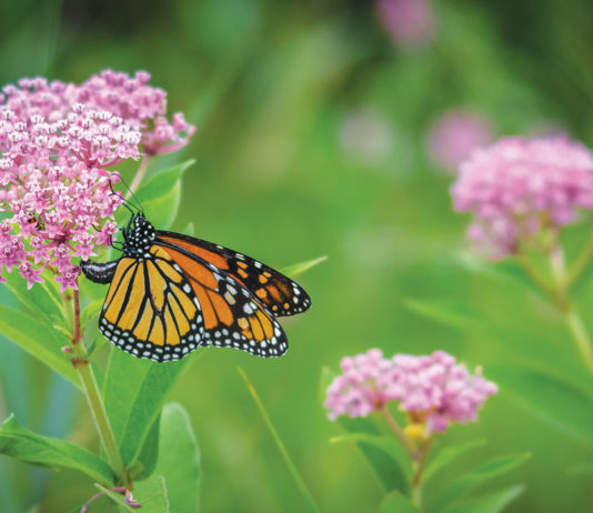 The Butterfly Effect