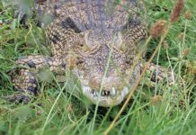 Critchlow Alligator Sanctuary Is Saving The Gators