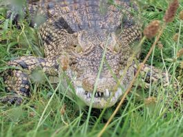 Critchlow Alligator Sanctuary Is Saving The Gators