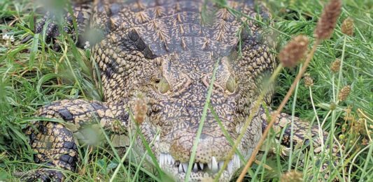 Critchlow Alligator Sanctuary Is Saving The Gators