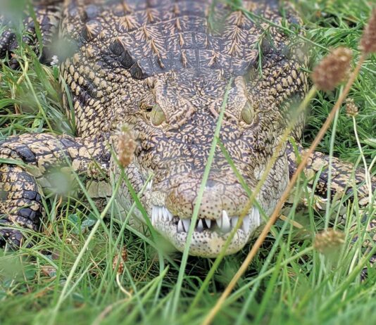 Critchlow Alligator Sanctuary Is Saving The Gators