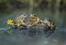 There’s Magic In A Frog Pond