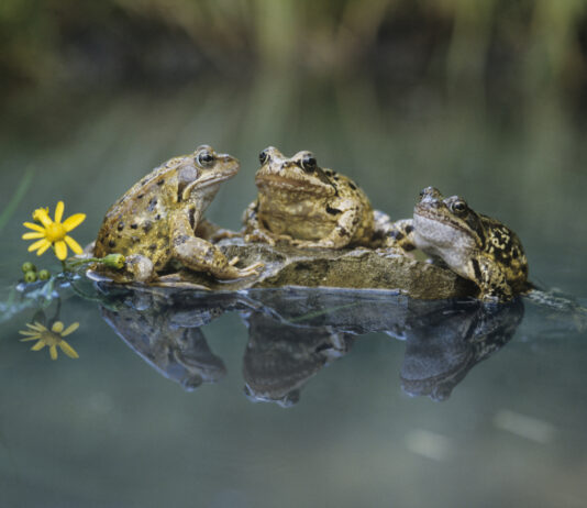 There’s Magic In A Frog Pond