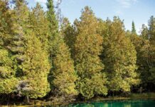 Hidden Northern Michigan Treasure For All Ages