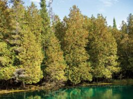 Hidden Northern Michigan Treasure For All Ages