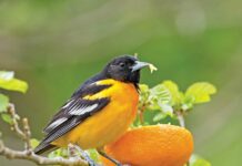 Building A Backyard Bird Oasis