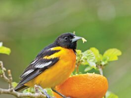 Building A Backyard Bird Oasis