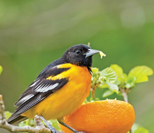 Building A Backyard Bird Oasis