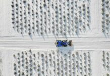 O Chrismas Tree: Michigan’s Unsuspecting Big Business