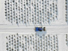 O Chrismas Tree: Michigan’s Unsuspecting Big Business