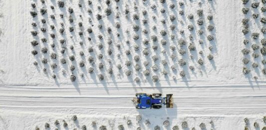 O Chrismas Tree: Michigan’s Unsuspecting Big Business