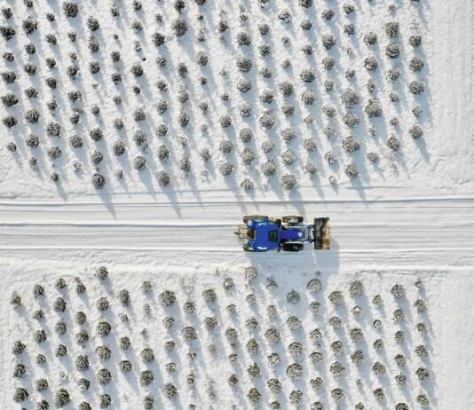 O Chrismas Tree: Michigan’s Unsuspecting Big Business