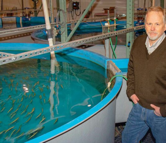 Hatching A Plan For The Future