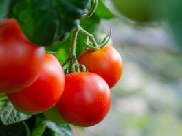 Tomato Recipes—Due Apr. 1
