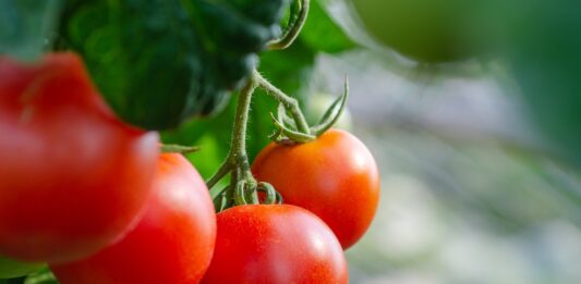 Tomato Recipes—Due Apr. 1