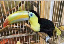 The Call of the Wild