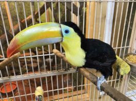 The Call of the Wild