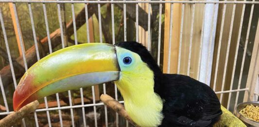 The Call of the Wild