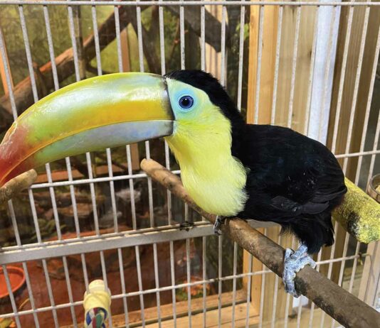 The Call of the Wild